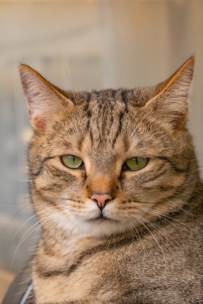 呆萌虎斑猫喵星人摄影图片